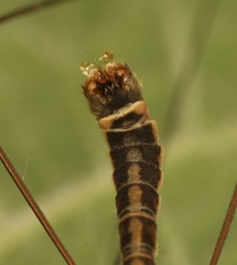 Tipula lateralis