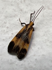 Dycladia