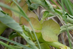 Pterodiscus cinnabarinus