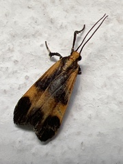 Dycladia