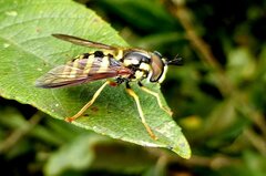 Chrysotoxum intermedium