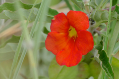 Pterodiscus cinnabarinus