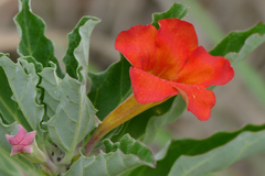 Pterodiscus cinnabarinus