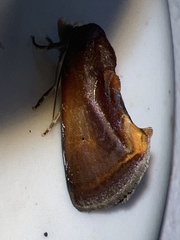Gonodonta