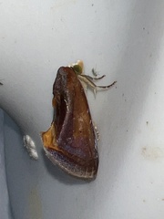 Gonodonta