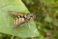 Chrysotoxum intermedium