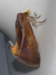 Gonodonta