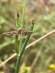 Nacoleia rhoeoalis