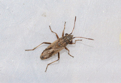Ortholomus punctipennis