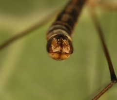 Tipula lateralis