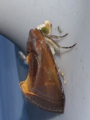 Gonodonta