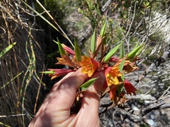 Blandfordia punicea