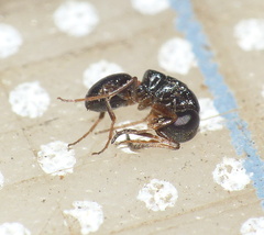 Amiseginae