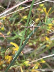 Nacoleia rhoeoalis