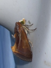 Gonodonta