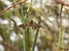 Nacoleia rhoeoalis