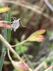 Nacoleia rhoeoalis