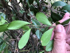 Erythroxylum