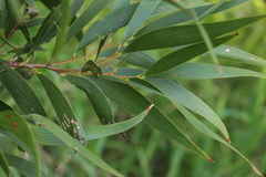 Acacia harpophylla