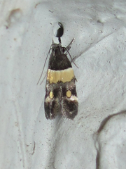 Triclonella determinatella