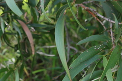Acacia harpophylla