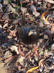 Sturnus unicolor