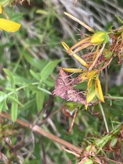 Endotricha pyrosalis