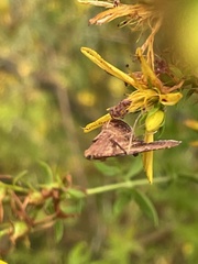 Endotricha pyrosalis