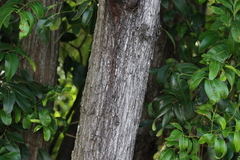 Acacia harpophylla