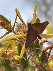 Endotricha pyrosalis