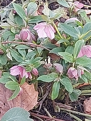 Helleborus orientalis
