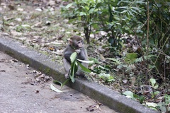 Macaca mulatta