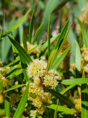 Metrosideros angustifolia