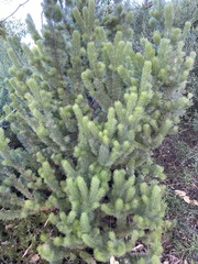 Adenanthos sericeus