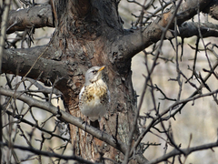 Turdus pilaris