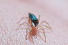 Cosmophasis micarioides