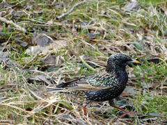 Sturnus vulgaris