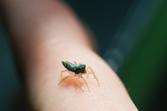 Cosmophasis micarioides