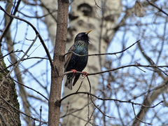 Sturnus vulgaris