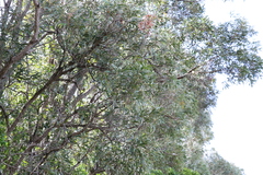 Acacia harpophylla