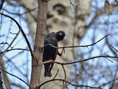 Sturnus vulgaris