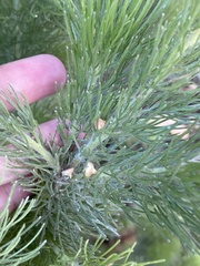 Adenanthos sericeus