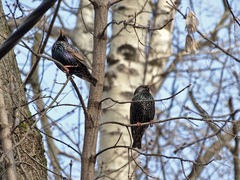 Sturnus vulgaris