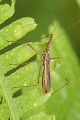 Euagoras plagiatus