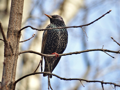 Sturnus vulgaris
