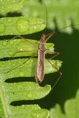 Euagoras plagiatus