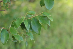 Bridelia leichhardtii