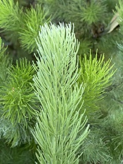 Adenanthos sericeus