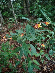 Palicourea marcgravii