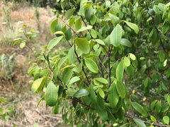 Bridelia leichhardtii